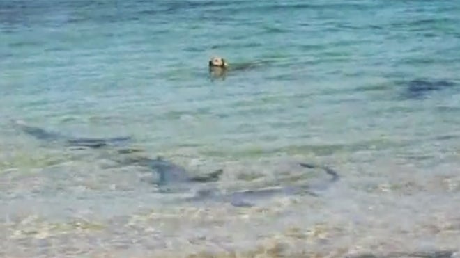 tiburon, dog.jpg